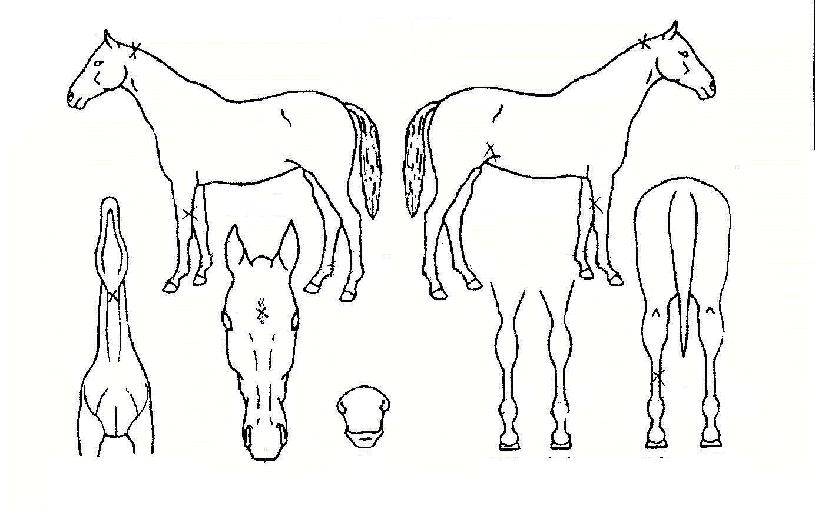 ��ü������ ����,���,�޸�,�λ�,�ٸ��� Ư¡����