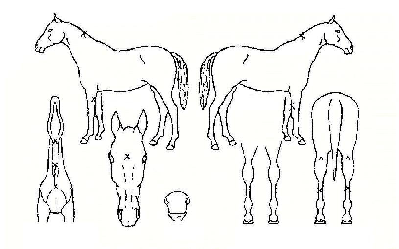 º§·¹À̽ºÀÚ¸¶ÀÇ Ãø¸é,¿ì¸é,µÞ¸é,µÎ»ó,´Ù¸®ÀÇ Æ¯Â¡µµÇØ