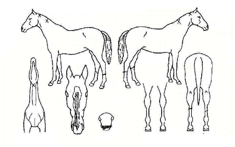 ¾ËÄõÆ¿µåÀÇ Ãø¸é,¿ì¸é,µÞ¸é,µÎ»ó,´Ù¸®ÀÇ Æ¯Â¡µµÇØ