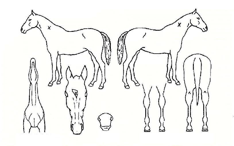 ����ũ�ҿ���� ����,���,�޸�,�λ�,�ٸ��� Ư¡����