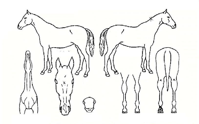 ½ºÆ®¸®Æ®¿ùµåÀÇ Ãø¸é,¿ì¸é,µÞ¸é,µÎ»ó,´Ù¸®ÀÇ Æ¯Â¡µµÇØ