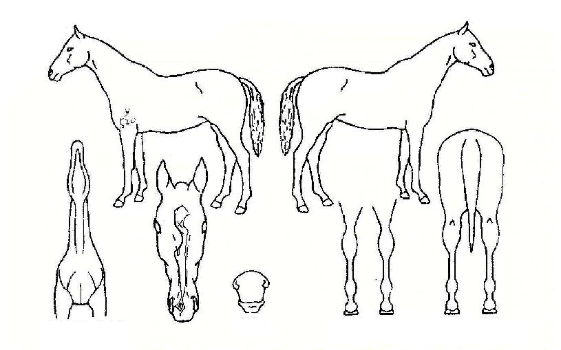 °ñµå´ë½ÃÀÇ Ãø¸é,¿ì¸é,µÞ¸é,µÎ»ó,´Ù¸®ÀÇ Æ¯Â¡µµÇØ