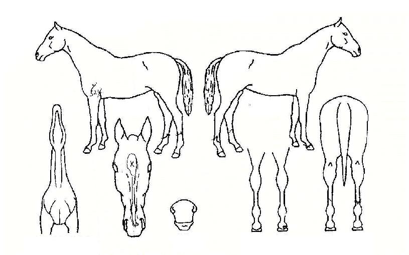 ���̾�Ʈ������ ����,���,�޸�,�λ�,�ٸ��� Ư¡����