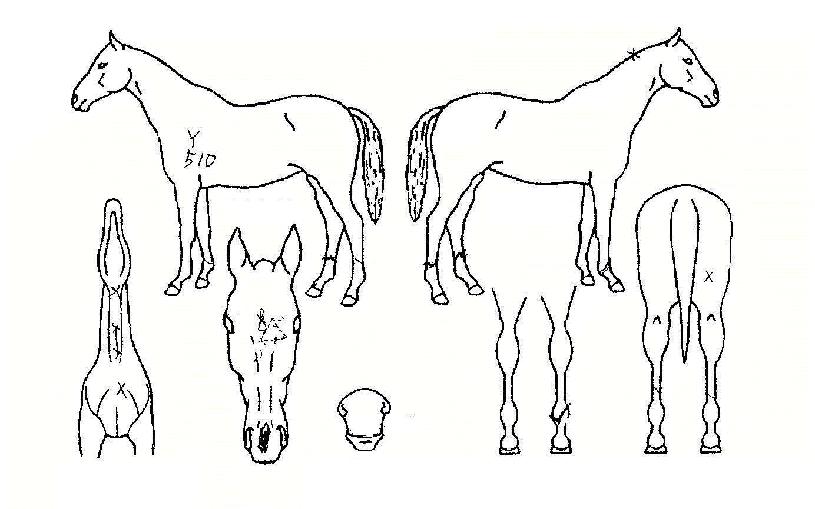 ���Ƶ帲�� ����,���,�޸�,�λ�,�ٸ��� Ư¡����