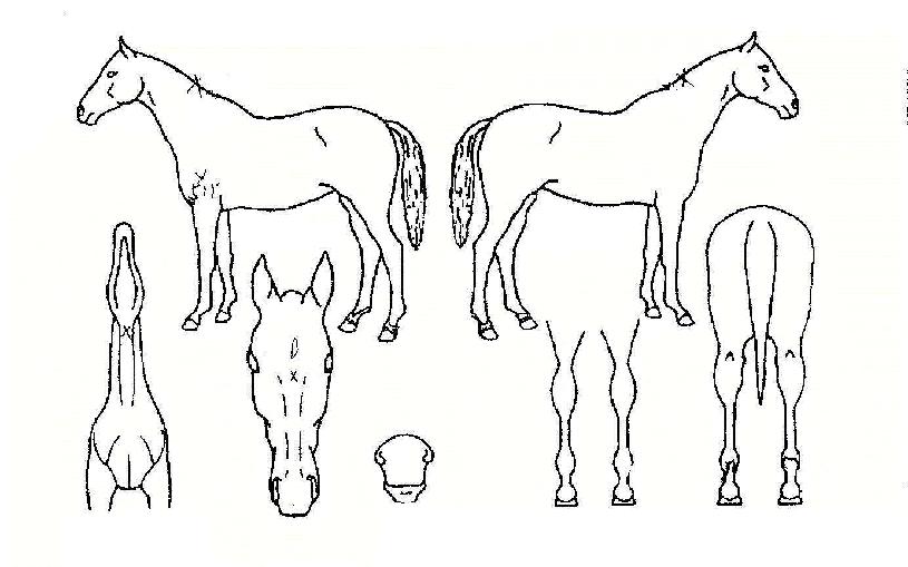 ��ǳ�ڸ��� ����,���,�޸�,�λ�,�ٸ��� Ư¡����