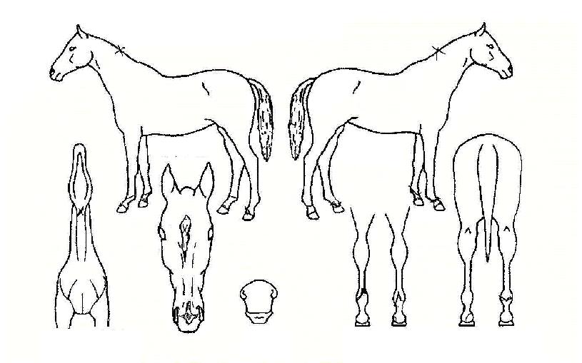 �������� ����,���,�޸�,�λ�,�ٸ��� Ư¡����