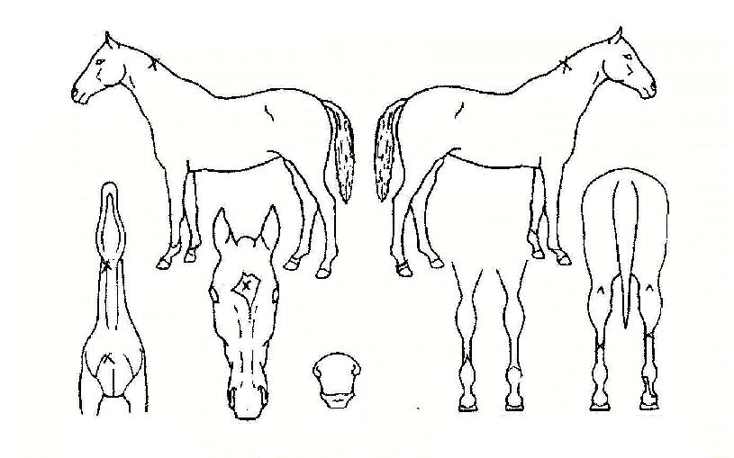 ���ѵ�ǳ�� ����,���,�޸�,�λ�,�ٸ��� Ư¡����