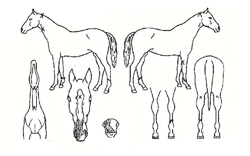 ¼ö¼ºÆ¼¿¢½ºÀÇ Ãø¸é,¿ì¸é,µÞ¸é,µÎ»ó,´Ù¸®ÀÇ Æ¯Â¡µµÇØ