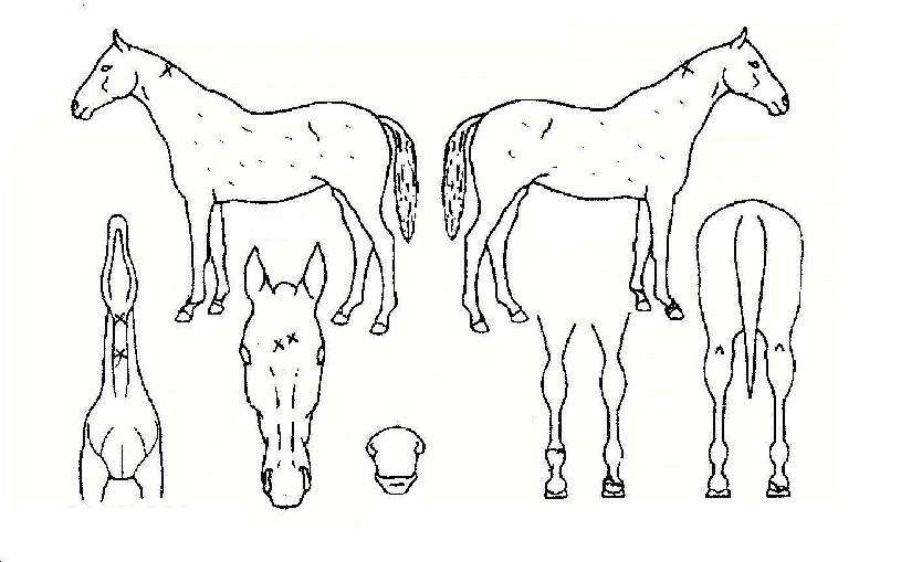 ����Ʈ�帮���� ����,���,�޸�,�λ�,�ٸ��� Ư¡����