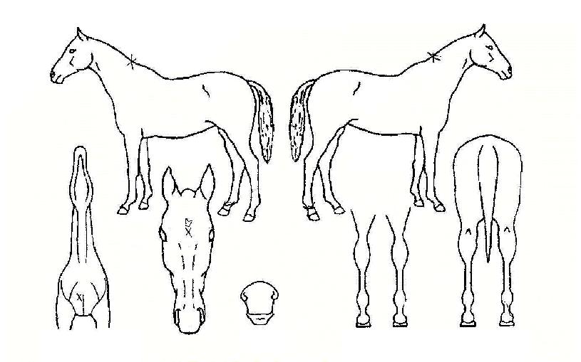 ¿µ¿øÇÑ¿µ±¤ÀÇ Ãø¸é,¿ì¸é,µÞ¸é,µÎ»ó,´Ù¸®ÀÇ Æ¯Â¡µµÇØ