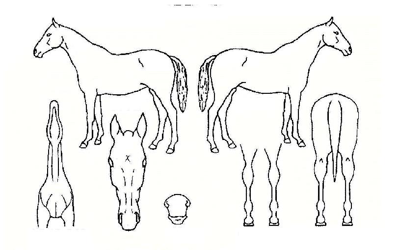 ��󼮱��� ����,���,�޸�,�λ�,�ٸ��� Ư¡����