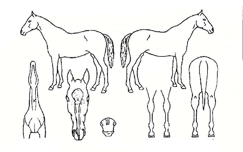 ÃÖ°íÀýÁ¤ÀÇ Ãø¸é,¿ì¸é,µÞ¸é,µÎ»ó,´Ù¸®ÀÇ Æ¯Â¡µµÇØ