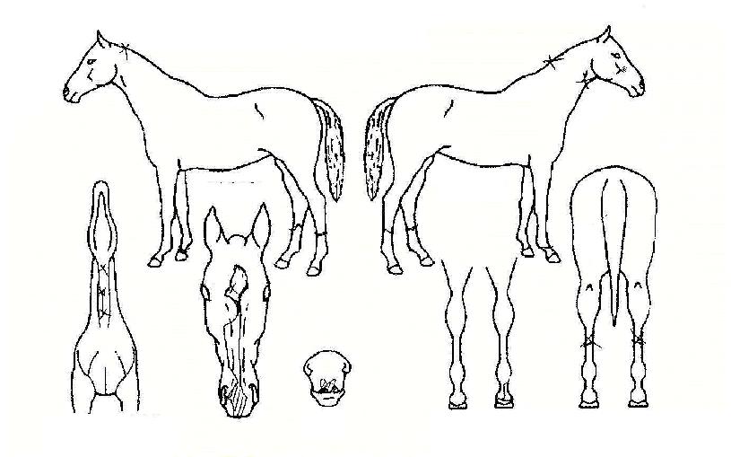 Áö±¸»ó¼¼·ÂÀÇ Ãø¸é,¿ì¸é,µÞ¸é,µÎ»ó,´Ù¸®ÀÇ Æ¯Â¡µµÇØ