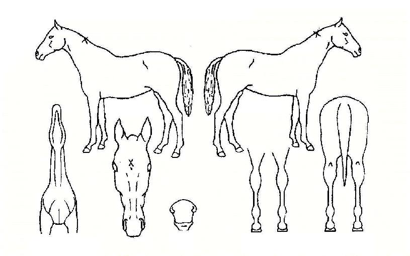 ´«²É¼ÛÀÌÀÇ Ãø¸é,¿ì¸é,µÞ¸é,µÎ»ó,´Ù¸®ÀÇ Æ¯Â¡µµÇØ