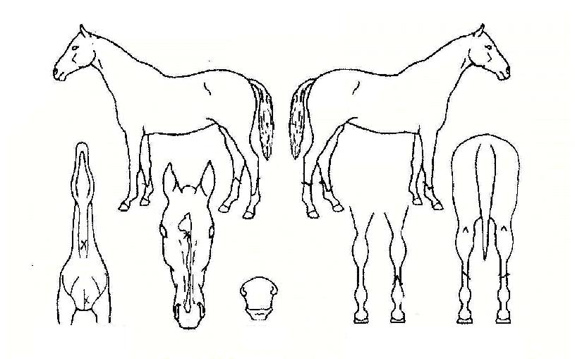 ¼öÁ¤Ã³·³ÀÇ Ãø¸é,¿ì¸é,µÞ¸é,µÎ»ó,´Ù¸®ÀÇ Æ¯Â¡µµÇØ