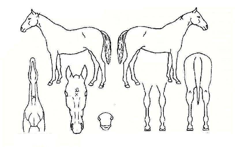 �κ��� ����,���,�޸�,�λ�,�ٸ��� Ư¡����