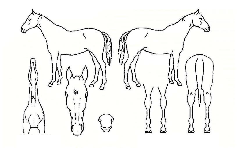 ��Ÿ���� ����,���,�޸�,�λ�,�ٸ��� Ư¡����