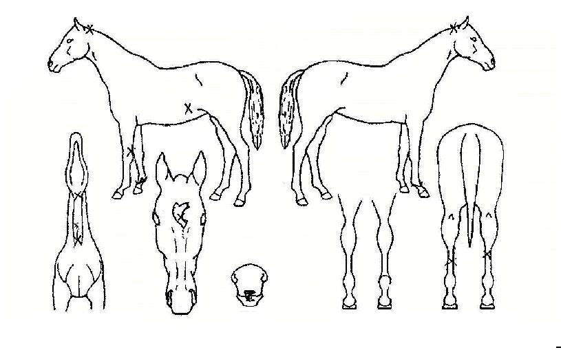 �帲�ص巯���� ����,���,�޸�,�λ�,�ٸ��� Ư¡����