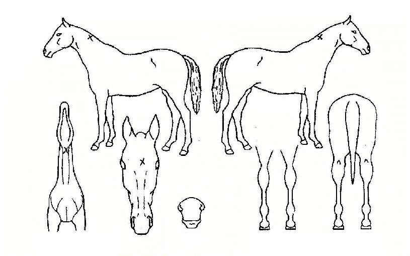 ÆÛÆåÆ®·¹À̼ÀÇ Ãø¸é,¿ì¸é,µÞ¸é,µÎ»ó,´Ù¸®ÀÇ Æ¯Â¡µµÇØ