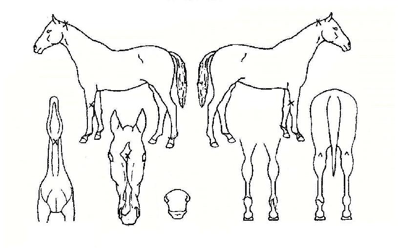 ¸í¿ø¼Ò¸ÁÀÇ Ãø¸é,¿ì¸é,µÞ¸é,µÎ»ó,´Ù¸®ÀÇ Æ¯Â¡µµÇØ