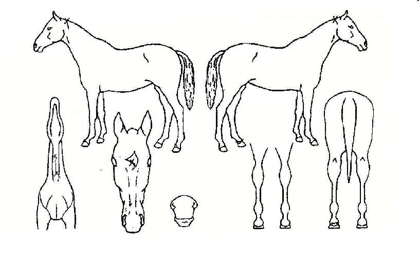 ����ġ�� ����,���,�޸�,�λ�,�ٸ��� Ư¡����