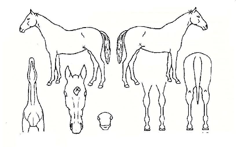 �����̾������� ����,���,�޸�,�λ�,�ٸ��� Ư¡����