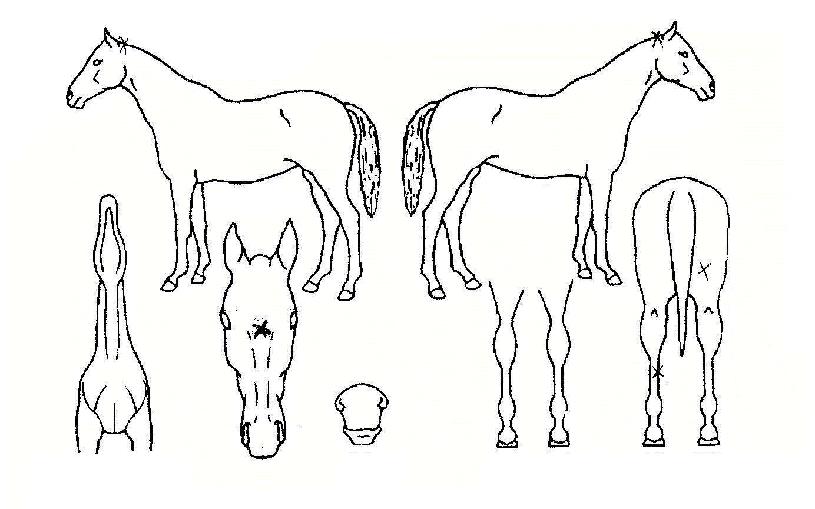 ���۷��帲�� ����,���,�޸�,�λ�,�ٸ��� Ư¡����