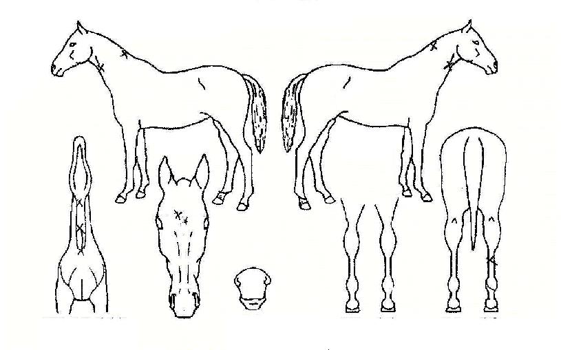 ����Ž�Ʈ�� ����,���,�޸�,�λ�,�ٸ��� Ư¡����