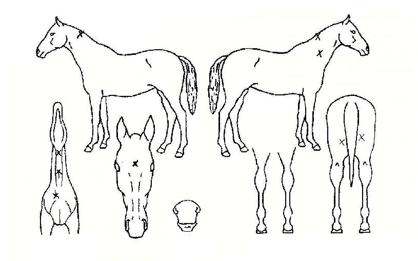 ´ë¸ð´ÞÀÇ Ãø¸é,¿ì¸é,µÞ¸é,µÎ»ó,´Ù¸®ÀÇ Æ¯Â¡µµÇØ