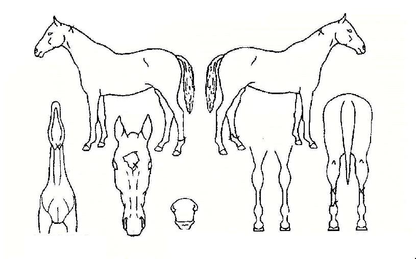 ��������ȩ���� ����,���,�޸�,�λ�,�ٸ��� Ư¡����