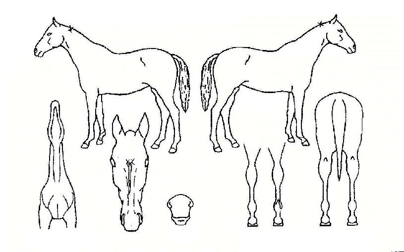 »ùÀ̱íÀºÀÇ Ãø¸é,¿ì¸é,µÞ¸é,µÎ»ó,´Ù¸®ÀÇ Æ¯Â¡µµÇØ