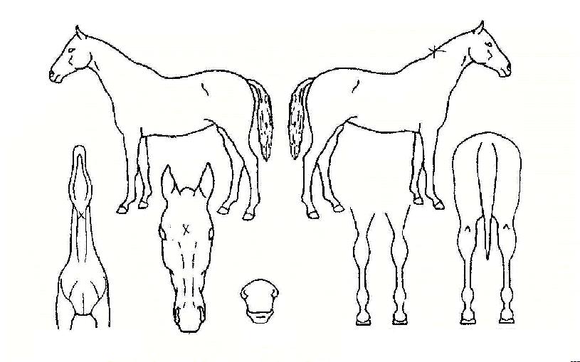 Æ÷¸Ó½ºÆ®ÀÇ Ãø¸é,¿ì¸é,µÞ¸é,µÎ»ó,´Ù¸®ÀÇ Æ¯Â¡µµÇØ