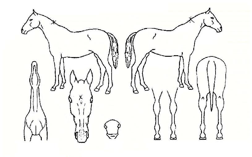 Á¤»óµ¹ÆÄÀÇ Ãø¸é,¿ì¸é,µÞ¸é,µÎ»ó,´Ù¸®ÀÇ Æ¯Â¡µµÇØ