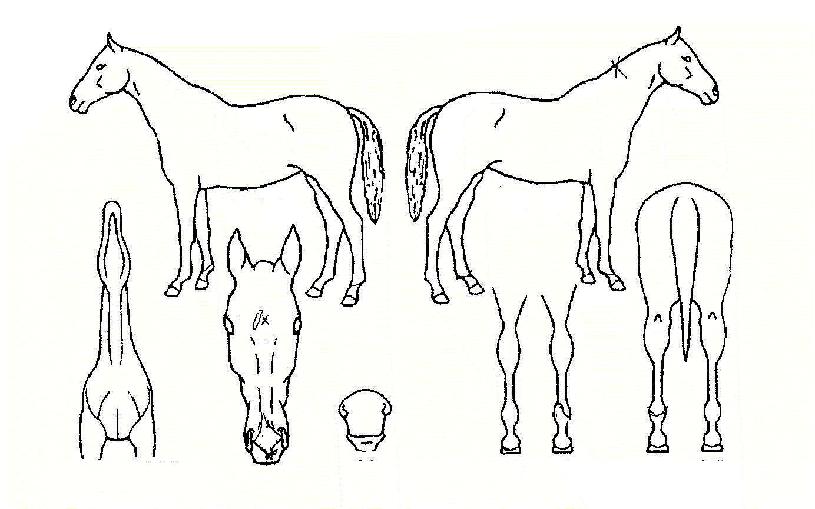 ���л��� ����,���,�޸�,�λ�,�ٸ��� Ư¡����