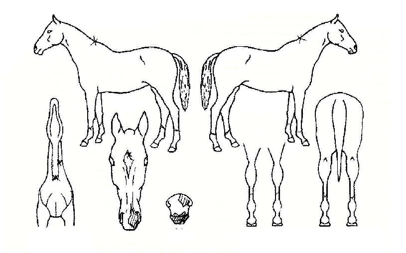 ���������� ����,���,�޸�,�λ�,�ٸ��� Ư¡����