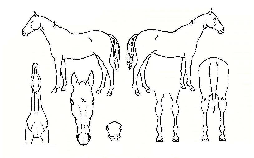 ÀûÅäÀÇ Ãø¸é,¿ì¸é,µÞ¸é,µÎ»ó,´Ù¸®ÀÇ Æ¯Â¡µµÇØ