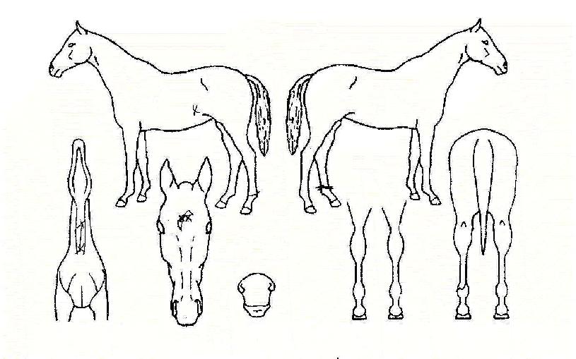 ³²µµº¸¹èÀÇ Ãø¸é,¿ì¸é,µÞ¸é,µÎ»ó,´Ù¸®ÀÇ Æ¯Â¡µµÇØ