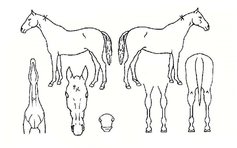 �����ݱ��� ����,���,�޸�,�λ�,�ٸ��� Ư¡����