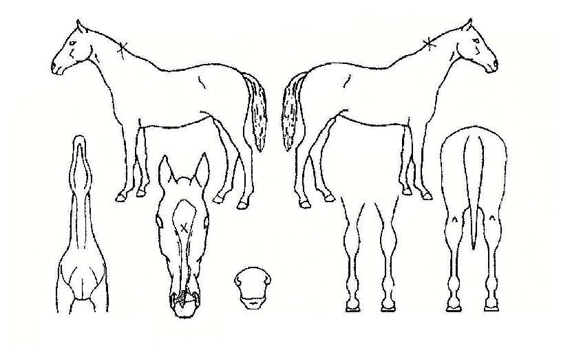 ¿ëÈ£µ¿ÀÚÀÇ Ãø¸é,¿ì¸é,µÞ¸é,µÎ»ó,´Ù¸®ÀÇ Æ¯Â¡µµÇØ