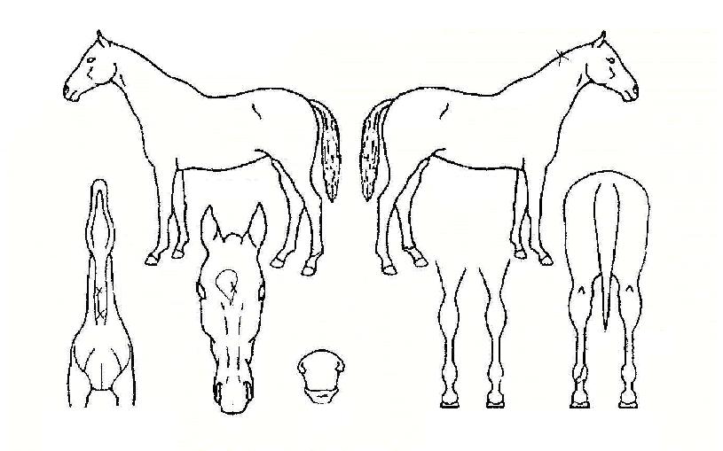 ½ÃÁ¾¾ÐµµÀÇ Ãø¸é,¿ì¸é,µÞ¸é,µÎ»ó,´Ù¸®ÀÇ Æ¯Â¡µµÇØ