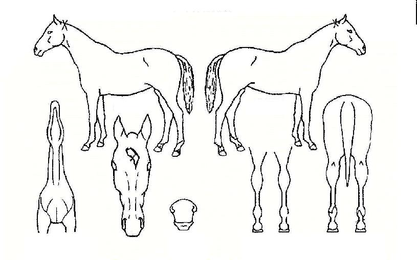 Áñ°Å¿î½Ã°£ÀÇ Ãø¸é,¿ì¸é,µÞ¸é,µÎ»ó,´Ù¸®ÀÇ Æ¯Â¡µµÇØ