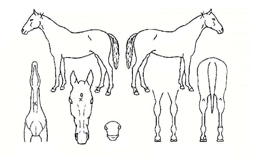 õ³âÀÇ¿µ±¤ÀÇ Ãø¸é,¿ì¸é,µÞ¸é,µÎ»ó,´Ù¸®ÀÇ Æ¯Â¡µµÇØ