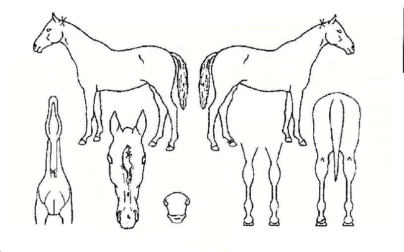 ��Ÿ���� ����,���,�޸�,�λ�,�ٸ��� Ư¡����