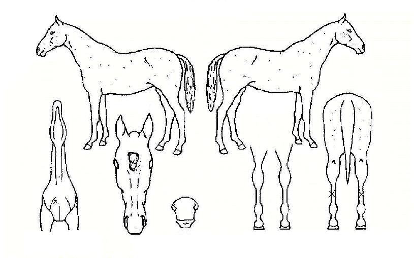 Á¤´Ù¿îÀÇ Ãø¸é,¿ì¸é,µÞ¸é,µÎ»ó,´Ù¸®ÀÇ Æ¯Â¡µµÇØ