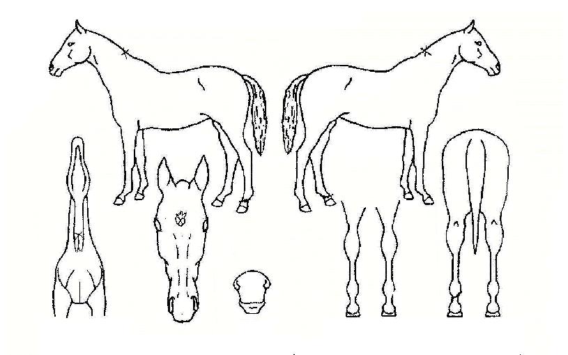 Á׵κÀÀÇ Ãø¸é,¿ì¸é,µÞ¸é,µÎ»ó,´Ù¸®ÀÇ Æ¯Â¡µµÇØ