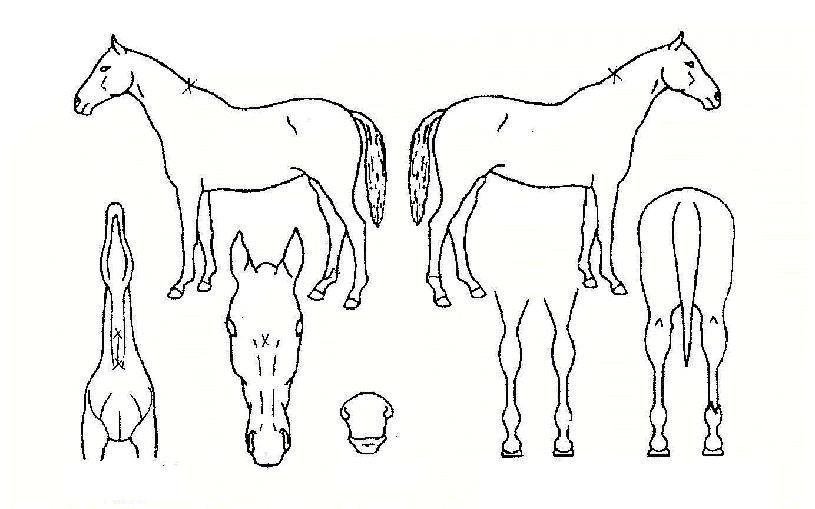 ����������� ����,���,�޸�,�λ�,�ٸ��� Ư¡����