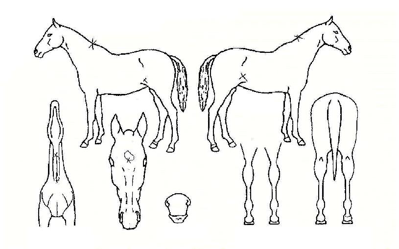 »çÀ̹öİÀÇ Ãø¸é,¿ì¸é,µÞ¸é,µÎ»ó,´Ù¸®ÀÇ Æ¯Â¡µµÇØ