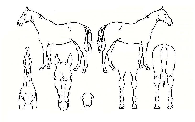 °ü·ÏÀÚ¸¶ÀÇ Ãø¸é,¿ì¸é,µÞ¸é,µÎ»ó,´Ù¸®ÀÇ Æ¯Â¡µµÇØ