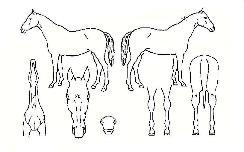 ���б����� ����,���,�޸�,�λ�,�ٸ��� Ư¡����