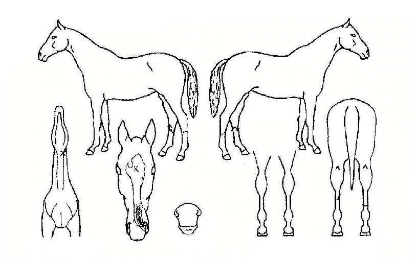 ������ ����,���,�޸�,�λ�,�ٸ��� Ư¡����